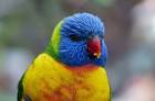 rio 2 cast parrots talking bad