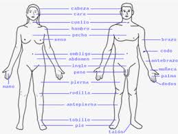 Resultado de imagen para cuerpo humano