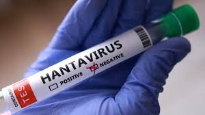Todas las respuestas sobre el hantavirus: cómo se contagia, cuál es su letalidad y cómo se transmite entre personas