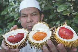 Durian orchard owner Mohd Sofi Ibrahim,51, showing off three of his unique varieties of the King of Fruits - (from left) the Alau, Anggunang and Tenom - in ... - n_pg01anggunang