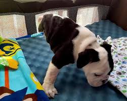 Image result for bonsai bulldog puppy