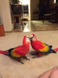 Image result for baby macaw parrot for sale
