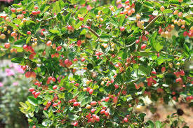 fruits gardens ile ilgili görsel sonucu