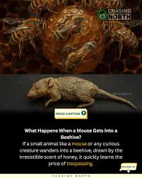 Throughout cities such as Auckland, Nelson, and Waiheke Island, fruit trees are purposefully cultivated in public locations, including walkways, parks, and grass verges, enabling anyone to harvest fresh fruit without charge. Based