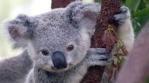 koala ¨¨ ^^ := =) Images?q=tbn:ANd9GcQf8uc55tbXAL71vUr4NyYURDr2nToj0-qiEiY5UmBb1hdkrgcKKg