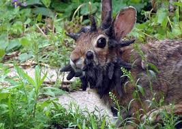Image result for RABBIT