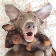 Bilderesultat for dogs taking selfies