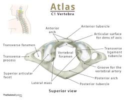 Atlas (C1) vertebra