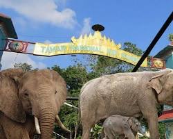 Gambar Taman Nasional Way Kambas, Lampung - https://lampungindah.com - https://wisatalampungyangindah.blogspot.com/