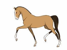 Image result for HORSE