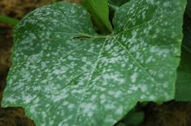 powdery mildew in tomatoes ile ilgili görsel sonucu