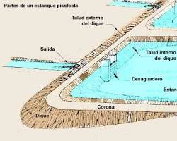 Imagen de Cría de peces de estanque