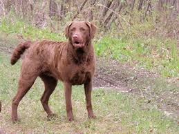 Image result for "Chesapeake bay retriever"