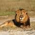 The Big Five: Africa's Most Sought-After Trophy Animals