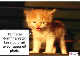 Résultat de recherche d'images pour "chaton drole et mignon"