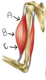 Image result for bicep muscle