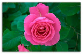 Image result for images of rose hd