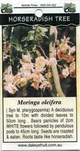 Image result for horseradish tree