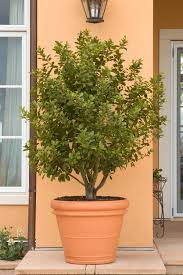 Image result for monrovia green pot