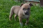 Amstaff valpar