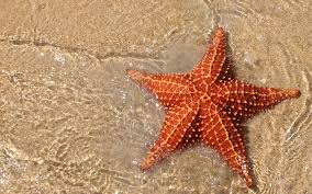 Resultado de imagem para estrelas do mar