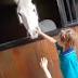 Boy, 7, sells enough lemonade to buy a pony