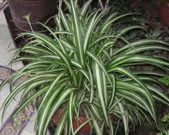 Spider plant (Chlorophytum comosum)