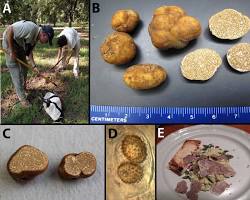 Image of someone truffle hunting in a pecan orchard
