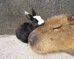 Image of Capybara rabbit