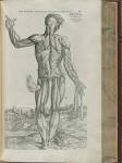 De humani corporis fabrica libri septem work by Vesalius