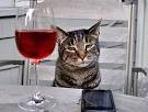 This Catnip Wine Lets Your Cat Be Your New Drinking Buddie