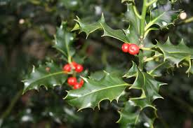 Image result for pictures of holly at christmas