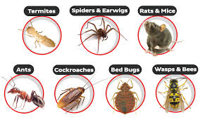 Image result for pest control termite treatment