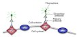 Immunostaining secondary antibody