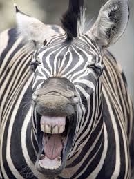 Résultat de recherche d'images pour "domesticated zebra"