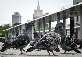 Ataques con drones matan a cuatro personas en Rusia