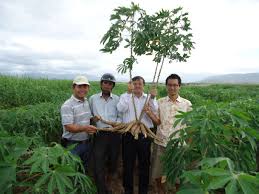 Kết quả h&igrave;nh ảnh cho c&acirc;y sắn