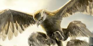 Image result for phoenix in fantastic beasts and where to find them