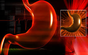 Image result for human stomach