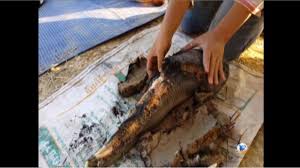Image result for cá lóc nướng đất sét