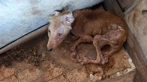 Locked and tied brutally all his life in a dirty box, almost ...
