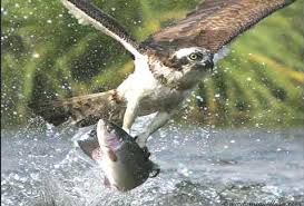 Image result for balık kartalı