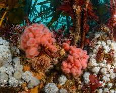 Image of Red algae in strong currents