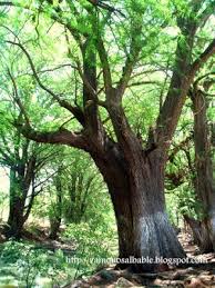 Resultado de imagen para apaseo el alto lugares turisticos