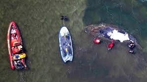 Drama um Wal Timmy: "Ab Minute 11.45 fließt Blut"