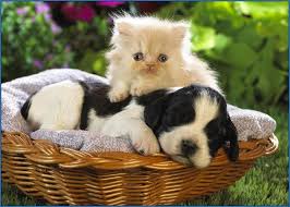 Image result for dog vs cat