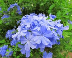 ルリマツリ　花の画像