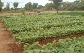 Image result for sagwan image green tree image