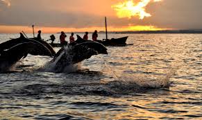 Hasil gambar untuk DOLPHIN TOUR