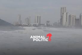 Animal Politico - News update